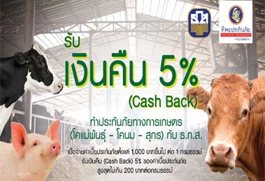 รับเงินคืน (Cash Back) 5% เมื่อทำประกันภัยทางการเกษตร กับ ธ.ก.ส
